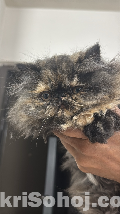 Tortoiseshell Breed Cat